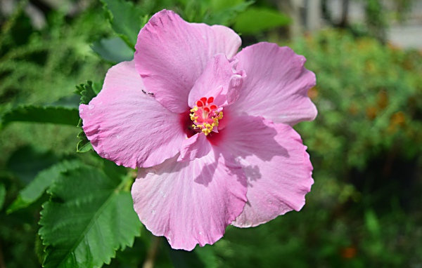 Розовый цветок гибискуса на клумбе крупным планом