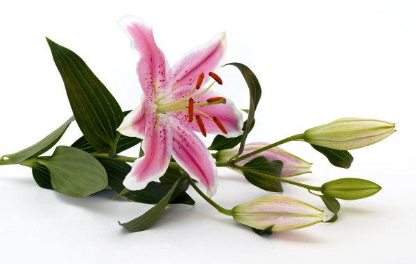 Розовая лилия с бутонами на белом фоне