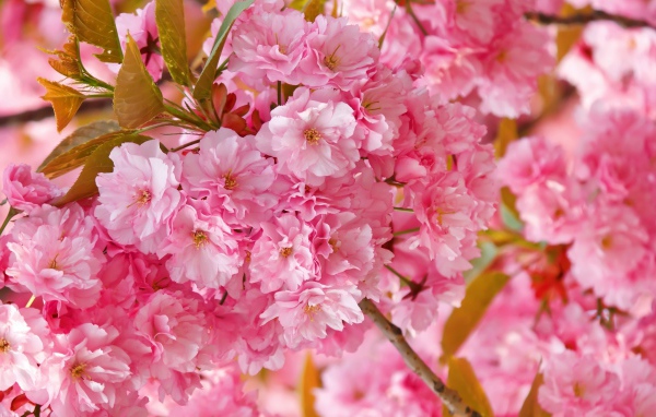 Розовые цветы луизеания на ветке с зелеными листьями