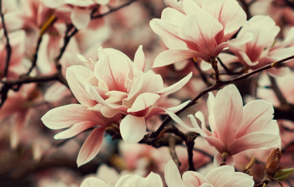 Розовые цветы магнолии на ветке дерева 