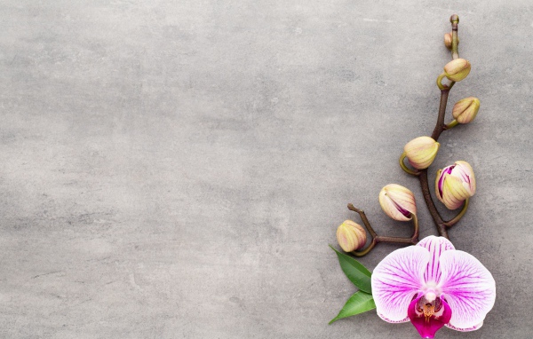 Розовый цветок орхидеи с бутонами на сером фоне