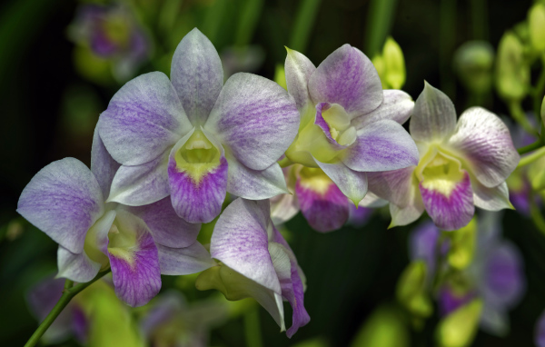 Розовые цветы орхидеи крупным планом