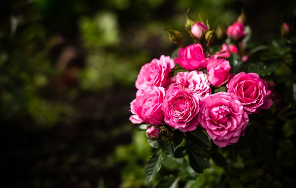 Розовые парковые розы с бутонами на клумбе 