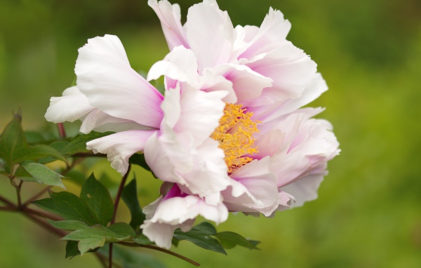 Розовый пион на зеленом фоне