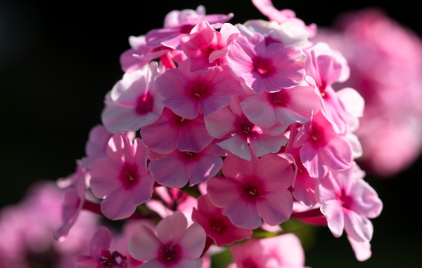 Розовый цветок флоксы в лучах солнца 