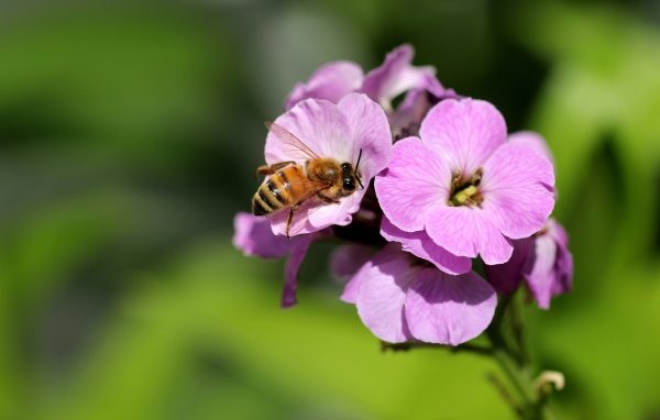 Розовый цветок флокса с пчелой 