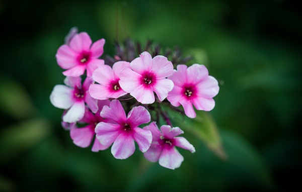 Розовые цветы флокса крупным планом 