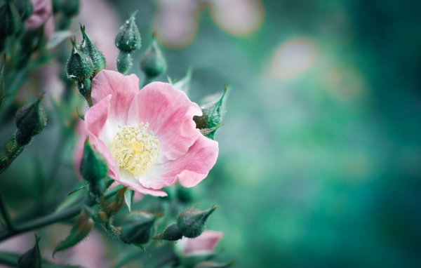 Розовый цветок розы с бутонами крупным планом