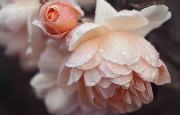 Розовые цветы розы в каплях дождя 