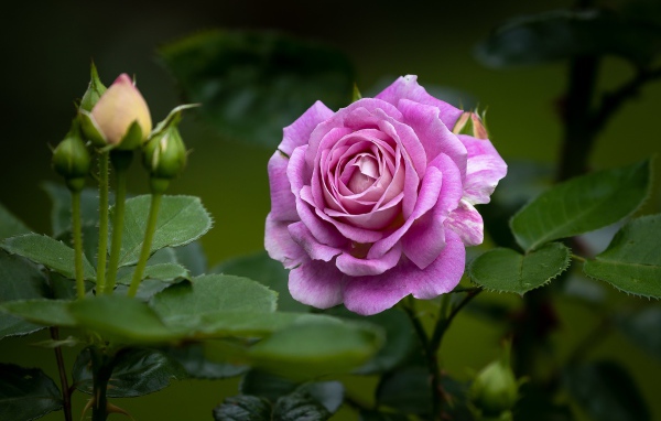 Розовая роза с бутонами и зелеными листьями на клумбе 