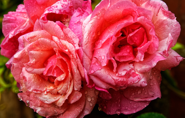 Розовые розы в каплях дождя крупным планом