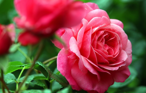 Розовые розы с каплями росы крупным планом