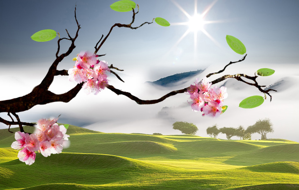 Розовые цветы сакуры на ветке в лучах яркого солнца