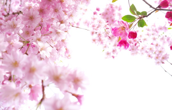Розовые цветы сакуры на ветках на белом фоне