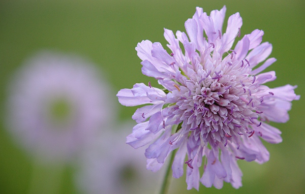 Розовый цветок скабиоза на зеленом фоне