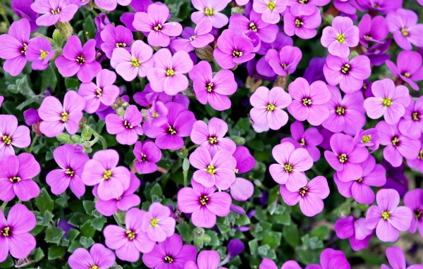 Розовые мелкие цветы крупным планом