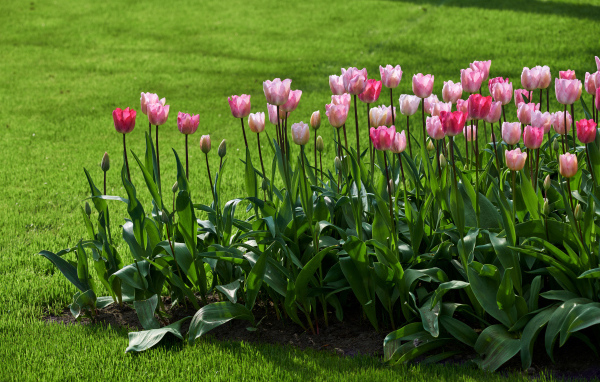 Розовые тюльпаны на клумбе у газона
