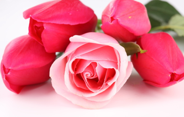 Розовые тюльпаны с розой на белом фоне