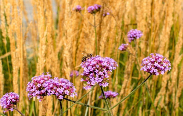 Розовые цветы вербена с колосками в поле