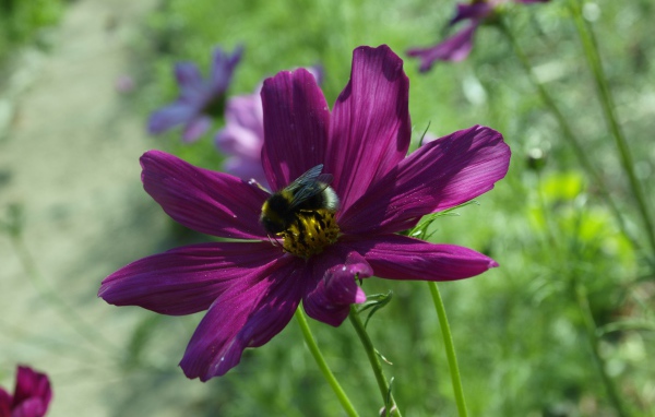Фиолетовый цветок космея со шмелем
