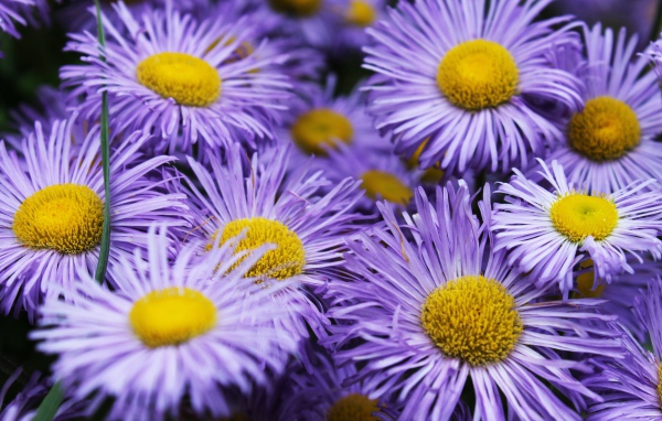 Фиолетовые цветы астры крупным планом 