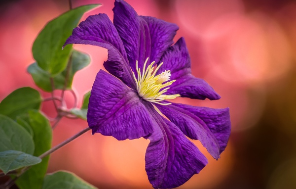 Фиолетовый цветок клематиса с зелеными листьями  крупным планом