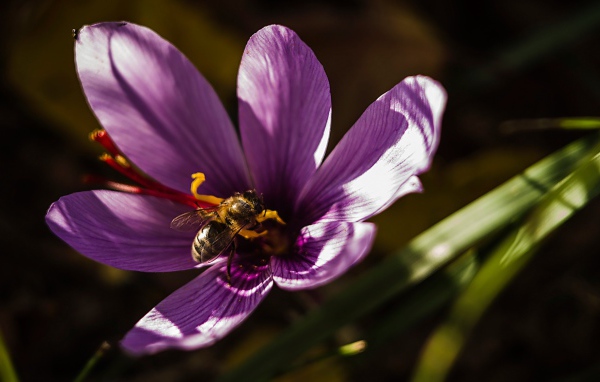 Фиолетовый цветок крокуса с пчелой 