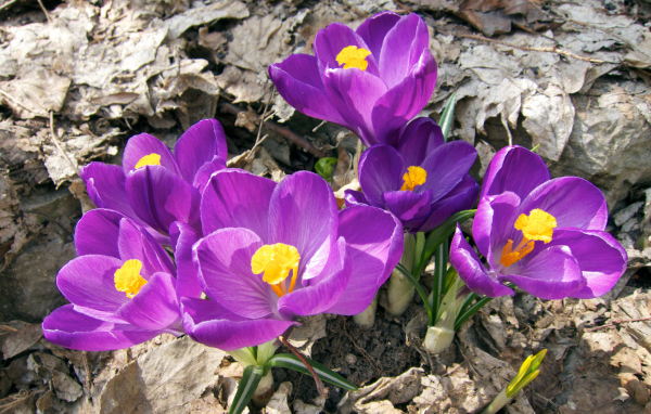 Фиолетовые крокусы в лучах солнца на земле 