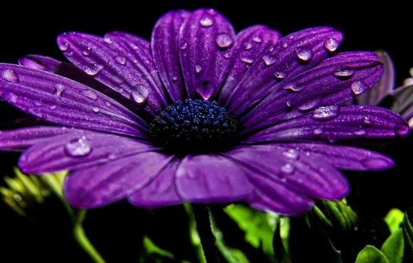 Фиолетовый цветок с каплями росы на лепестках 