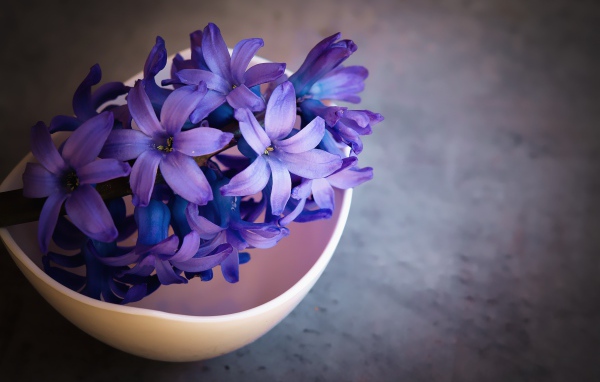 Фиолетовый цветок гиацинта в розовой миске 