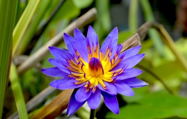 Фиолетовый цветок лотоса в зеленых листьях крупным планом