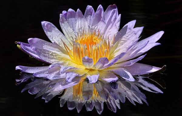 Фиолетовый цветок лотоса в лучах солнца в воде 