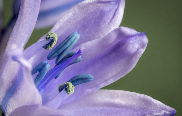 Фиолетовый цветок тюльпана крупным планом 