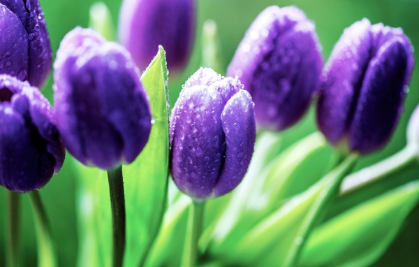 Фиолетовые тюльпаны в каплях розы утром