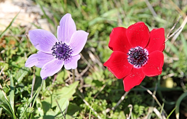 Красный и сиреневый цветок анемоны в траве