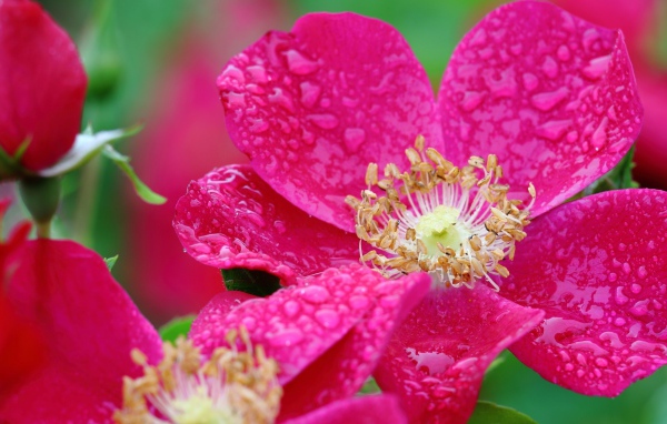 Красная распустившаяся роза в каплях росы