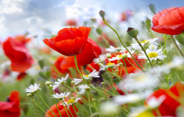 Красные полевые маки с белыми ромашками на поле 