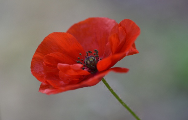 Красный цветок полевого мака крупным планом