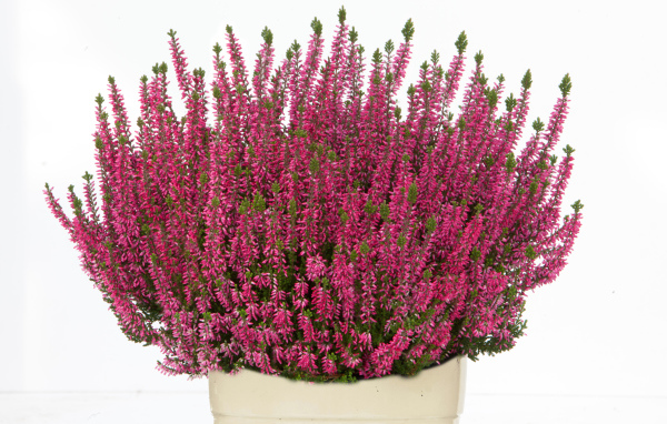 Красные цветы вереск в вазе на белом фоне