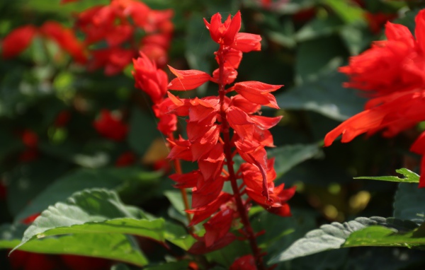 Красные садовые цветы сальвия крупным планом