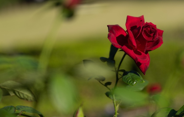 Красный садовый цветок розы в лучах солнца