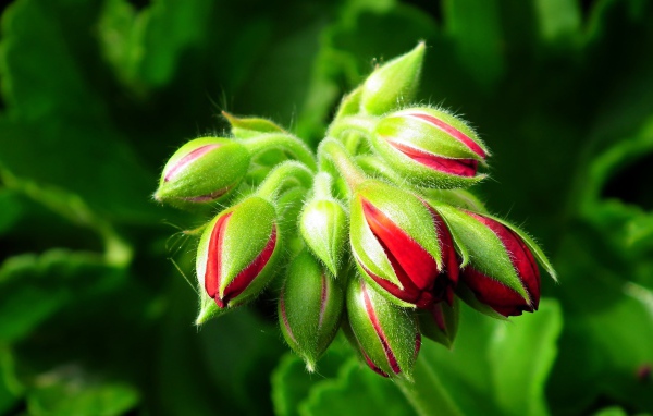 Красные цветы герани распускаются 