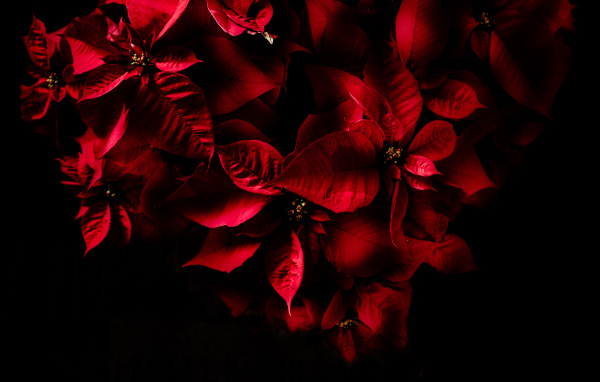 Красные листья комнатного молочая на черном фоне 