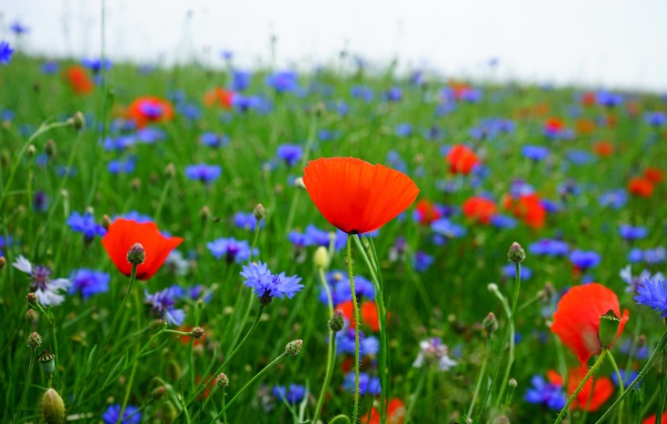 Красные маки и голубые васильки в поле 