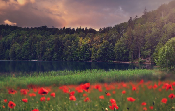 Красные маки растут на берегу лесного озера 