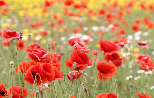 Красные маки в поле летним днем