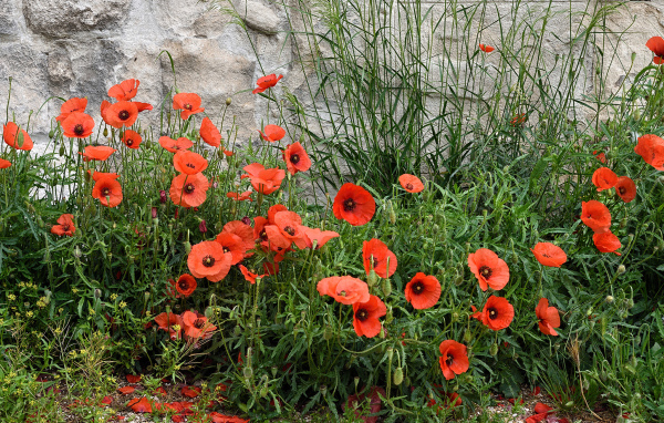 Red poppies in the green grass near the wall