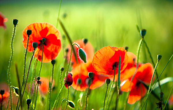 Красные маки с бутонами на поле в лучах солнца 