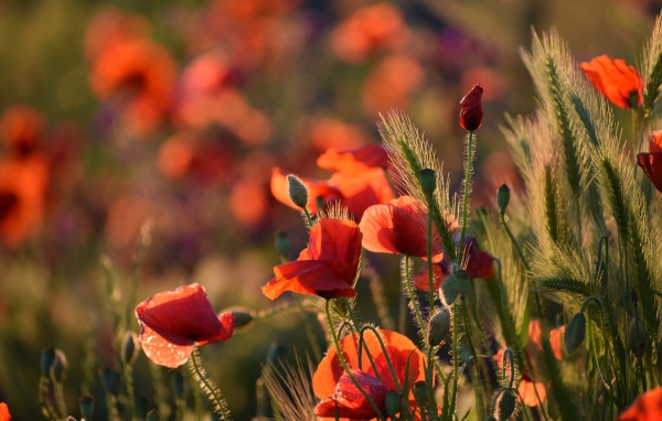 Красные маки с зелеными колосками в лучах солнца