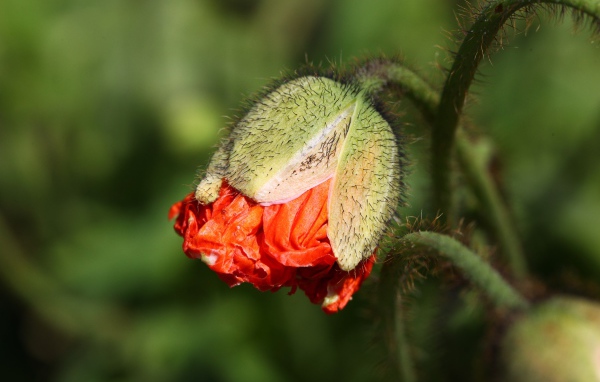Бутон красного мака в лучах солнца